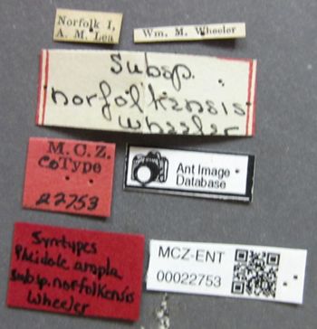 Media type: image;   Entomology 22753 Aspect: labels